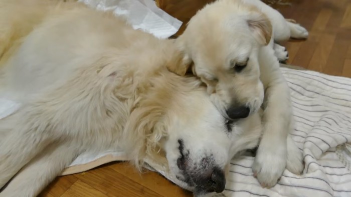 Pertemuan Anjing Tua dan Anak Anjing Ini Akan Menyentuh Hatimu